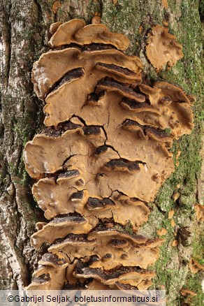 Phellinus conchatus