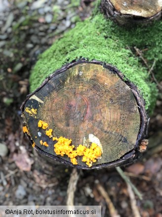 Dacrymyces chrysospermus