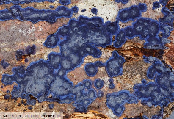 Terana coerulea