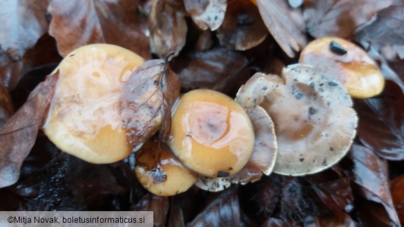 Hebeloma anthracophilum