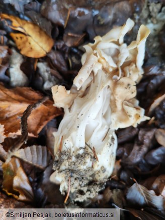 Helvella crispa