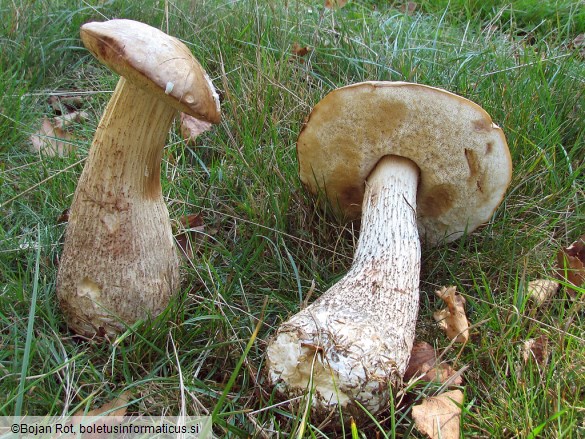 Leccinum scabrum