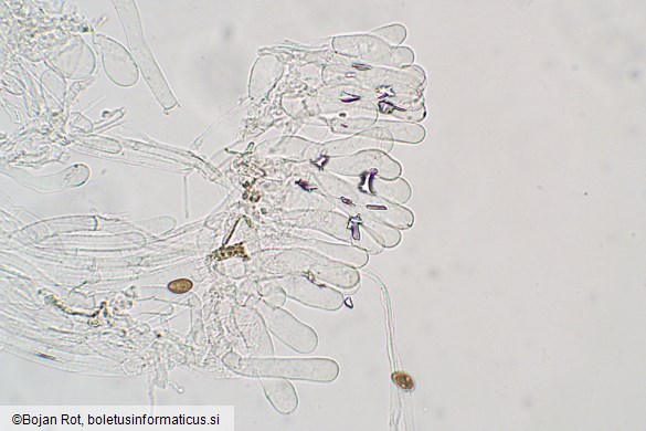 Inosperma pisciodorum