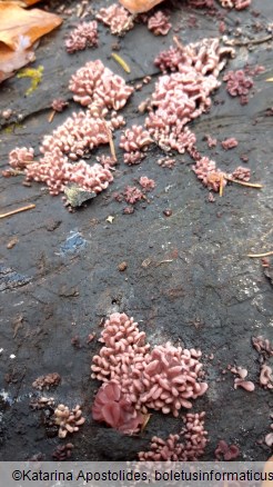 Ascocoryne sarcoides