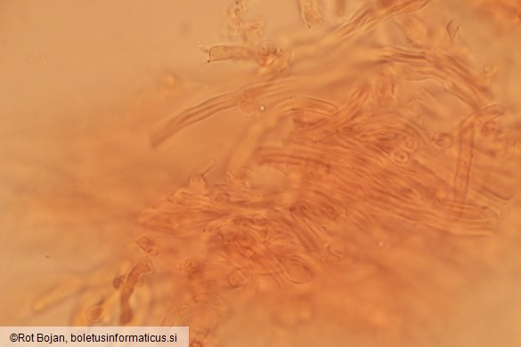 Skeletocutis albocremea
