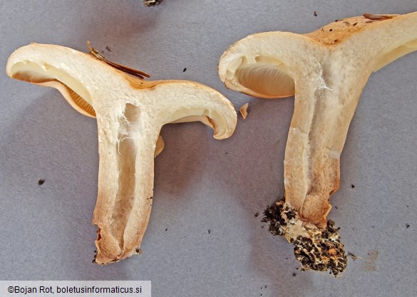 Lactarius pallidus