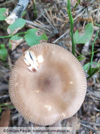 Amanita fulva