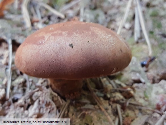 Tapinella atrotomentosa