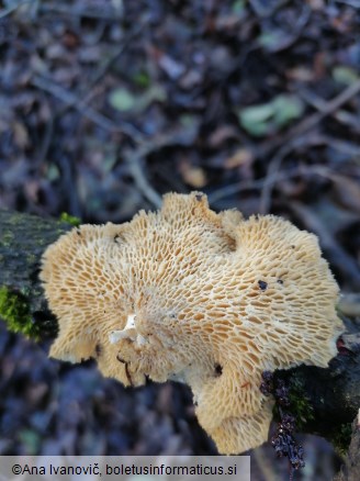 Polyporus mori