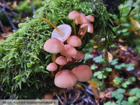 Mycena renati