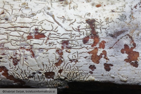 Gloeocystidiellum clavuligerum