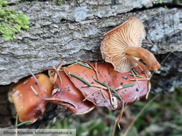 Flammulina velutipes