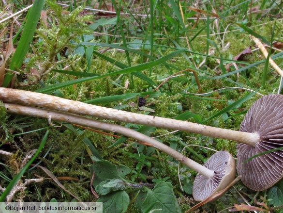 Protostropharia luteonitens