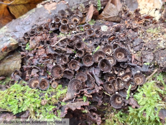 Cyathus striatus