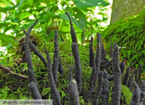 Xylaria digitata