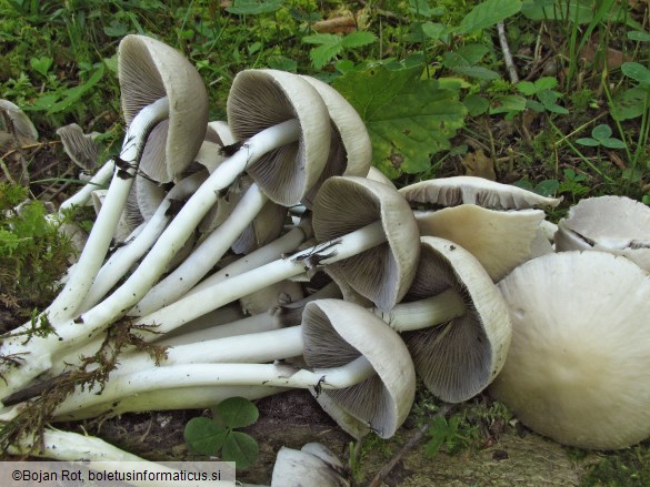 Psathyrella leucotephra
