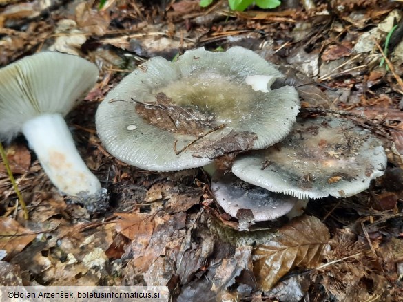 Russula cyanoxantha
