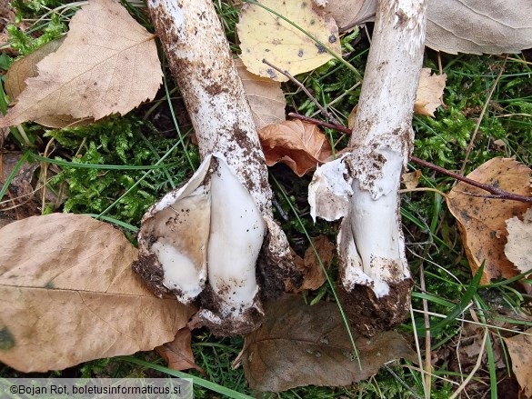 Amanita spadicea