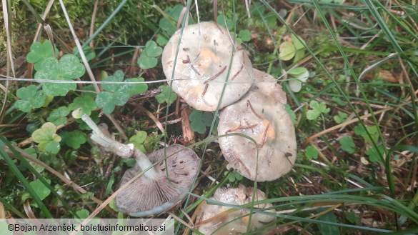 Stropharia aeruginosa