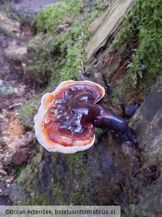 Ganoderma carnosum