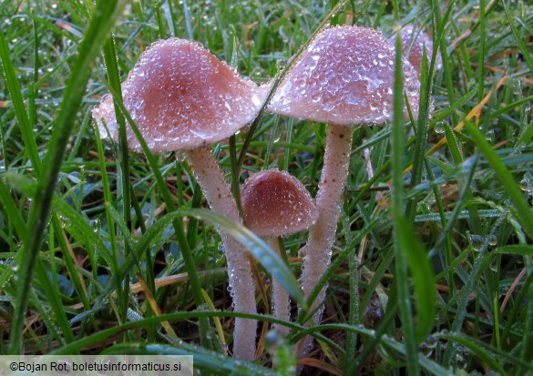 Conocybe pygmaeoaffinis