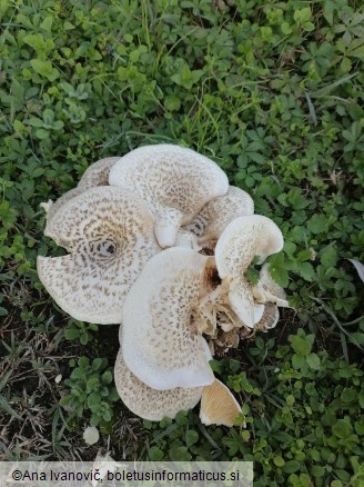Panus tigrinus