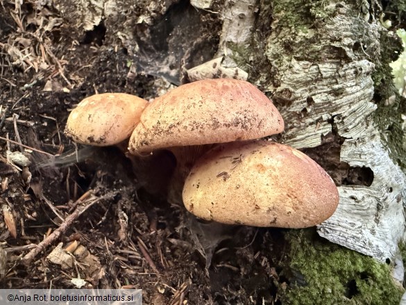 Tapinella atrotomentosa