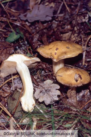 Cortinarius gracilior