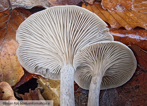 Clitocybe metachroa