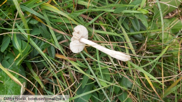 Dermoloma cuneifolium