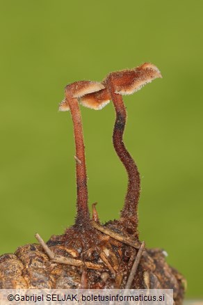 Auriscalpium vulgare