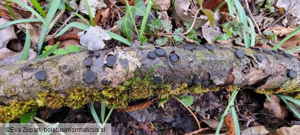 Biscogniauxia granmoi
