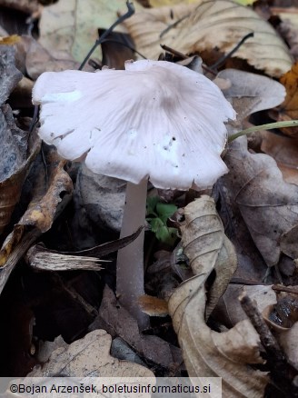 Mycena rosea