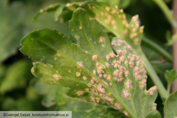 Puccinia horiana