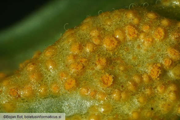 Uromyces dactylidis