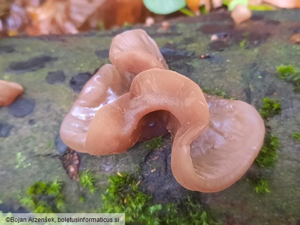 Auricularia auricula-judae