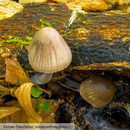 Mycena galericulata