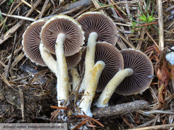 Deconica merdaria