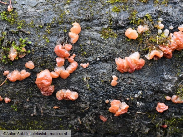 Ditangium cerasi