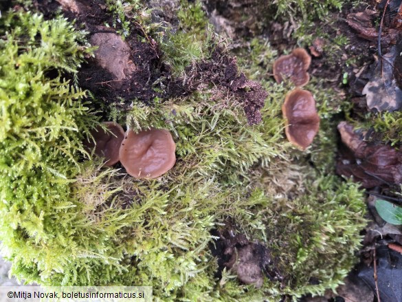 Discina ancilis