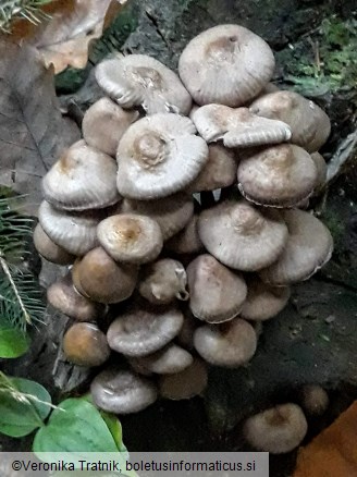 Marasmius wynneae