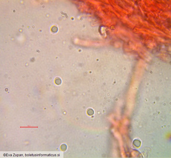 Rigidoporus crocatus