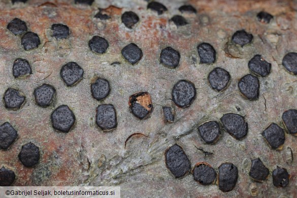 Diatrype disciformis