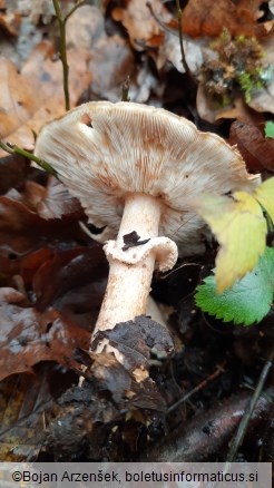 Echinoderma asperum
