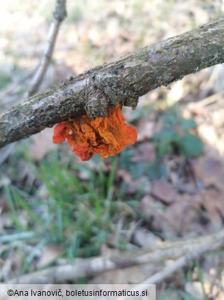 Naematelia aurantia
