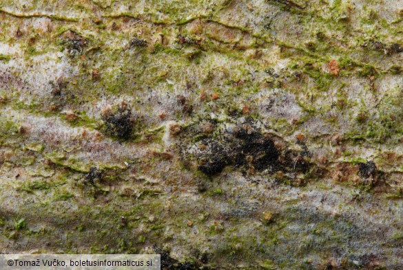 Massaria ulmi