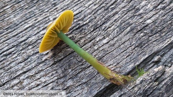 Gliophorus psittacinus