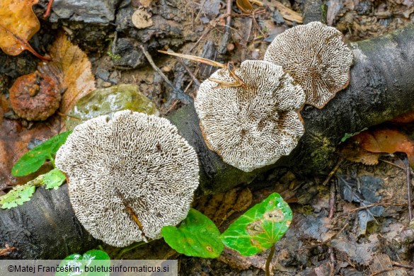 Daedaleopsis confragosa