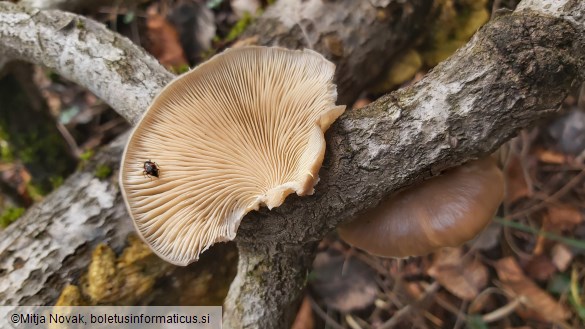 Pleurotus calyptratus