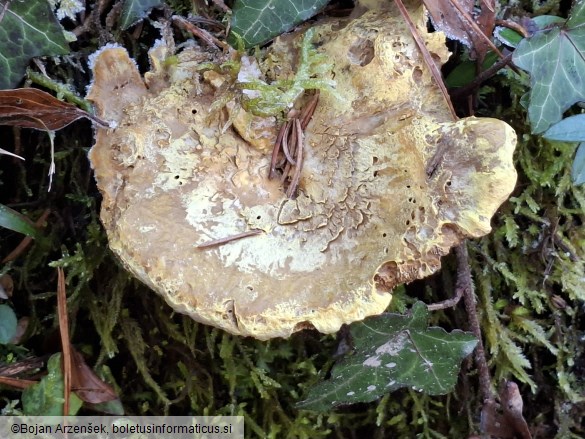 Laeticutis cristata